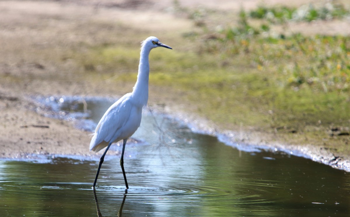 Snowy Egret - ML142296221