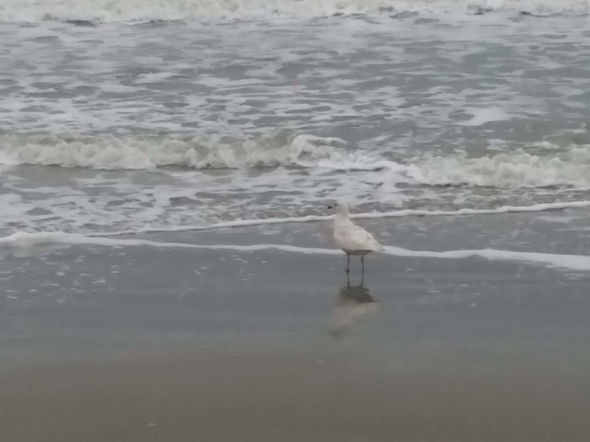 Gaviota Groenlandesa (kumlieni) - ML142296371