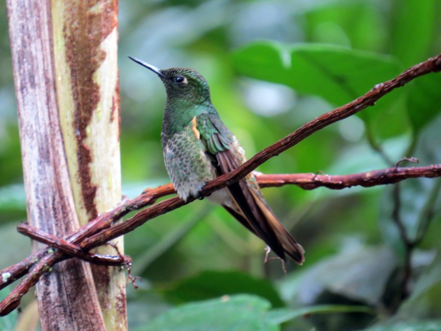 Buff-tailed Coronet - ML142296571