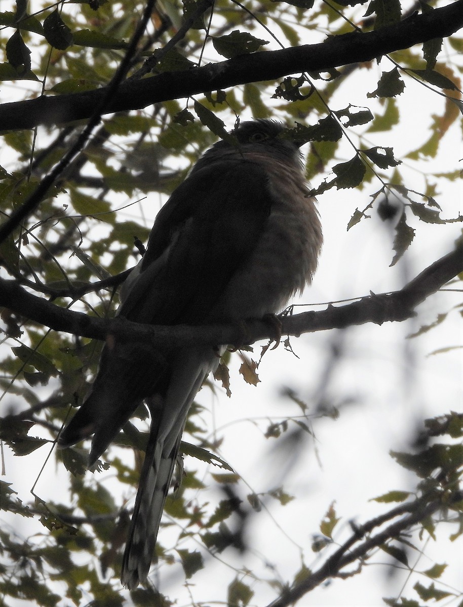 Common Hawk-Cuckoo - Sunil Thirkannad