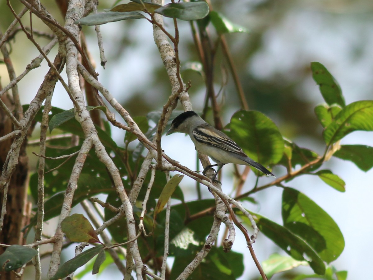 Gray-collared Becard - ML142296731