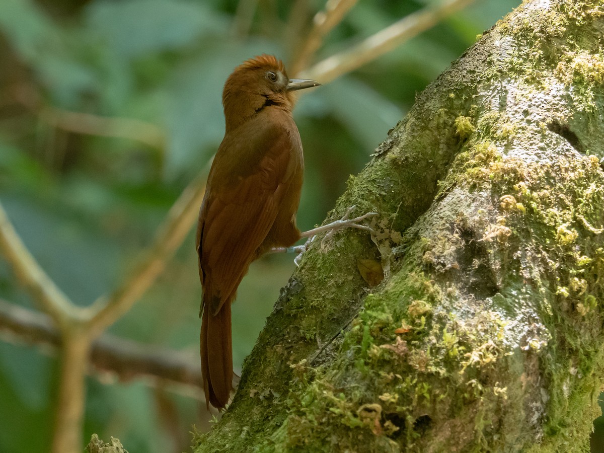 Ruddy Woodcreeper - Daniel Miller