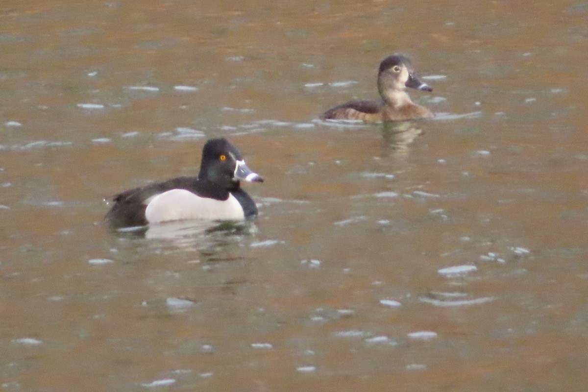 Ring-necked Duck - ML142296971