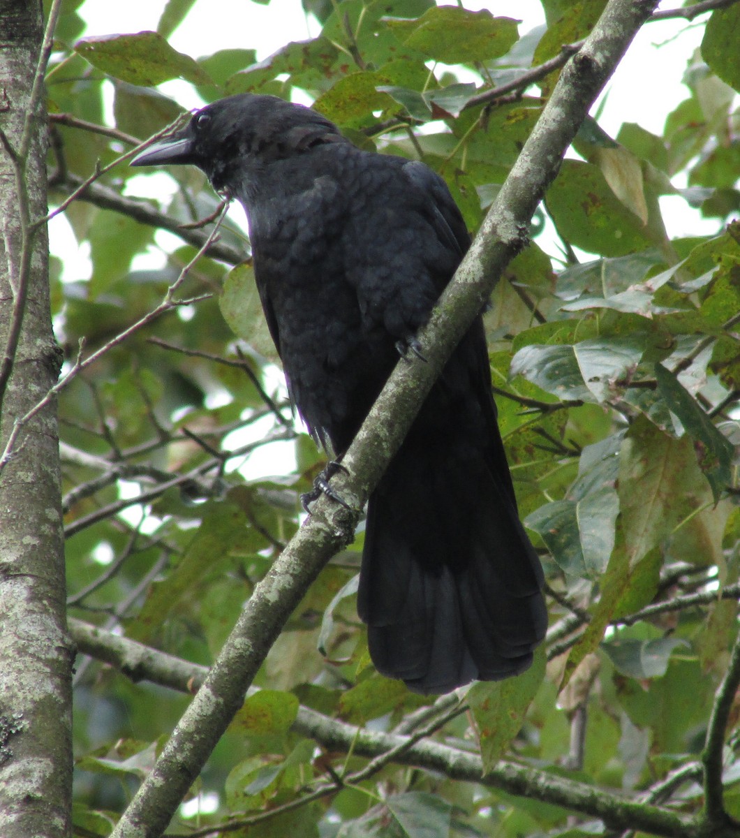 American Crow - ML142297191