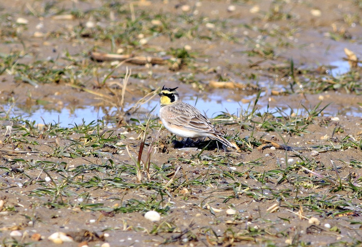 Horned Lark - ML142297901