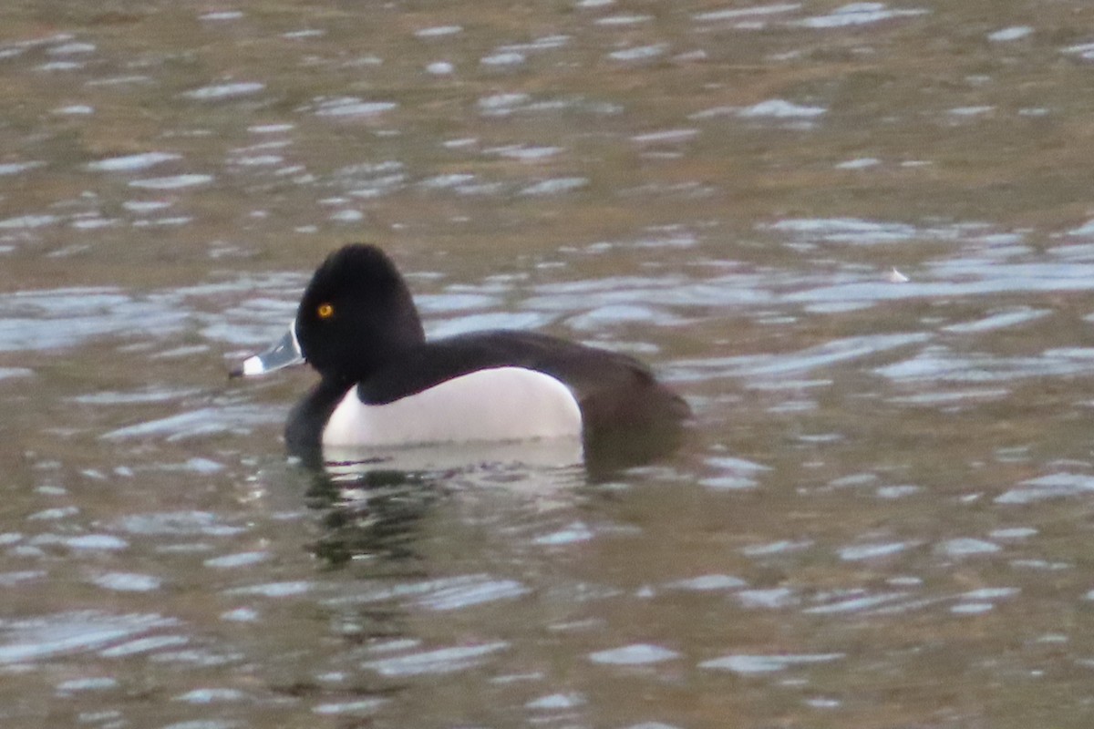 Ring-necked Duck - ML142298881