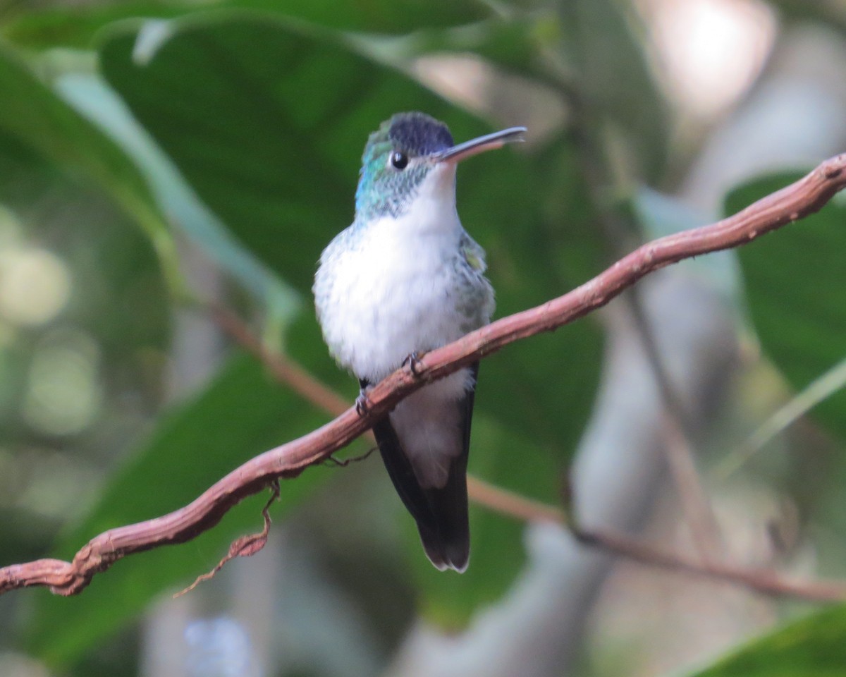 Andean Emerald - ML142304661