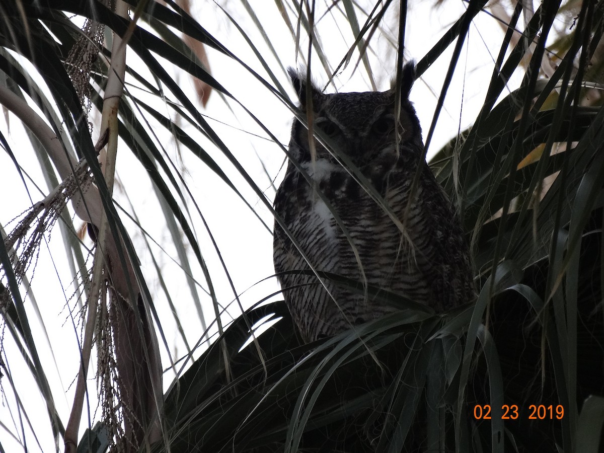 Great Horned Owl - ML142304681