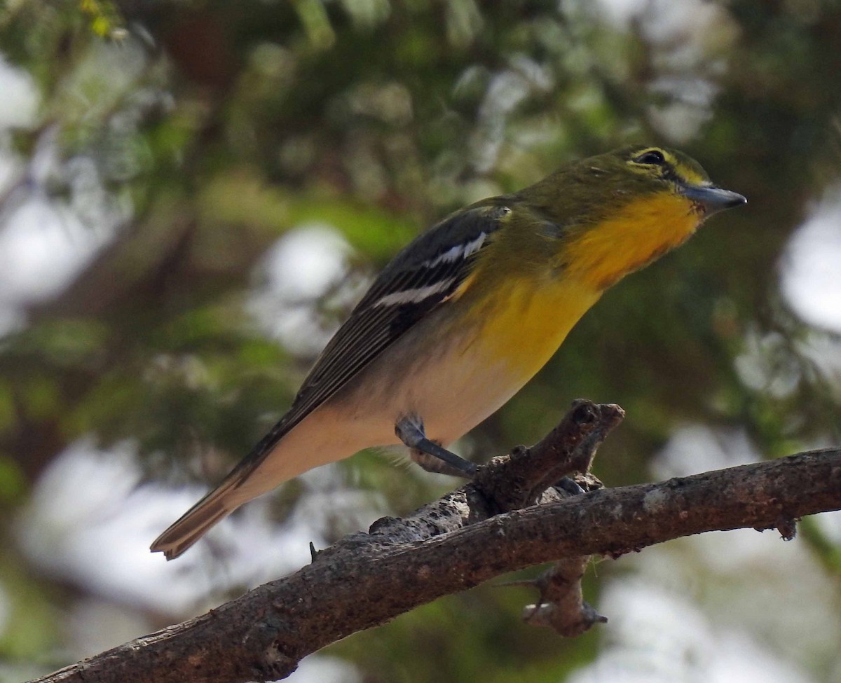 Yellow-throated Vireo - Danilo Moreno