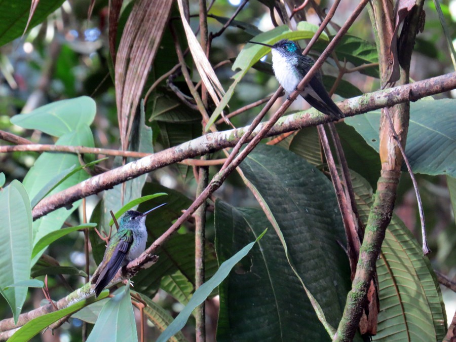 Andean Emerald - ML142306201