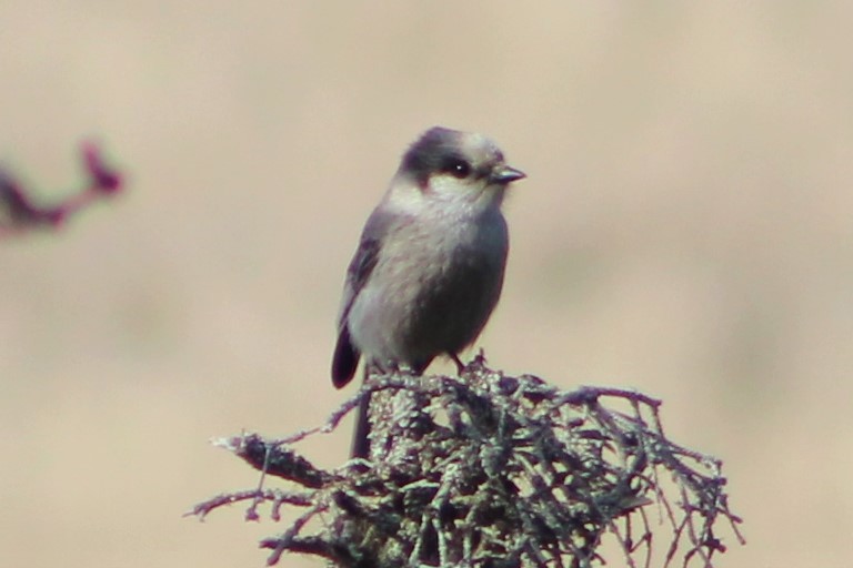 Canada Jay - ML142307761