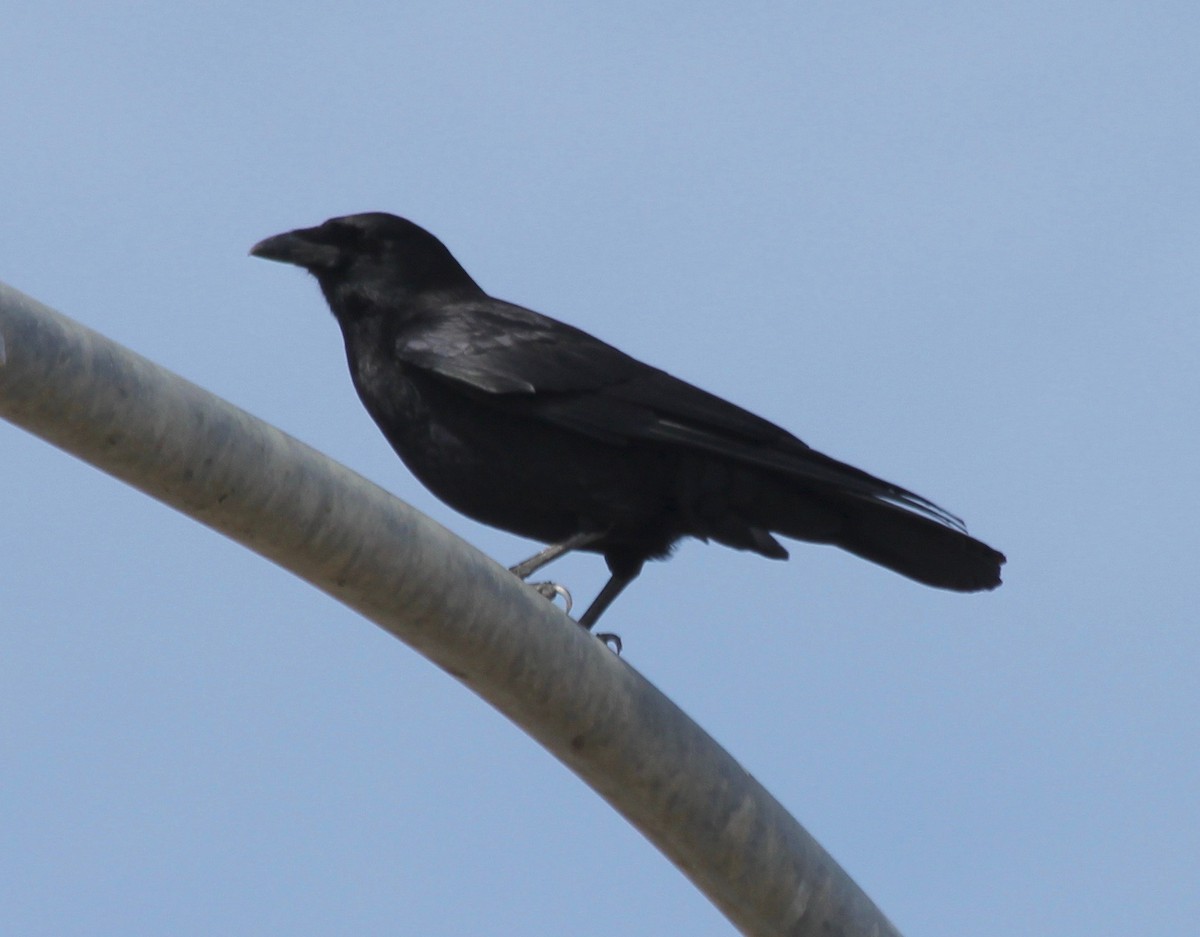 American Crow - David Brotherton, cc