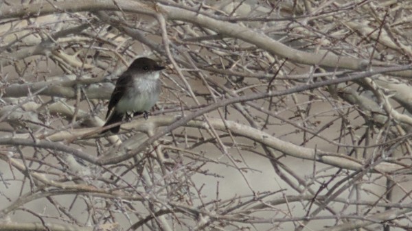 Eastern Phoebe - ML142310441