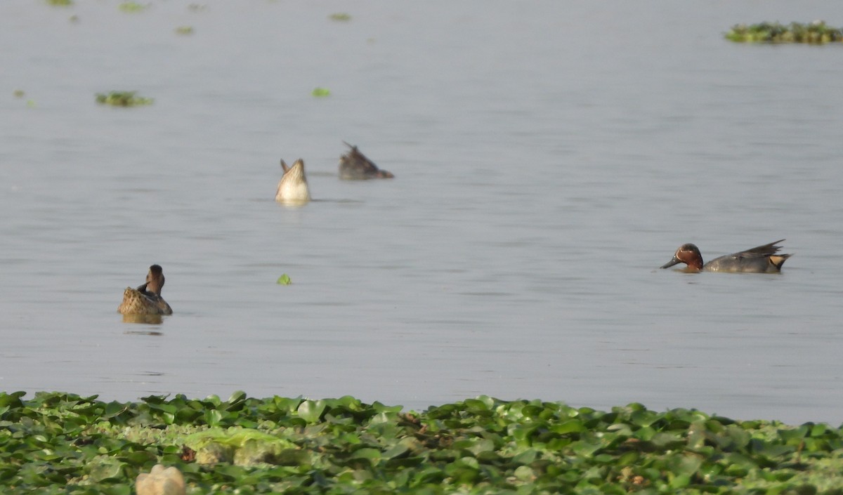 Green-winged Teal - ML142311071