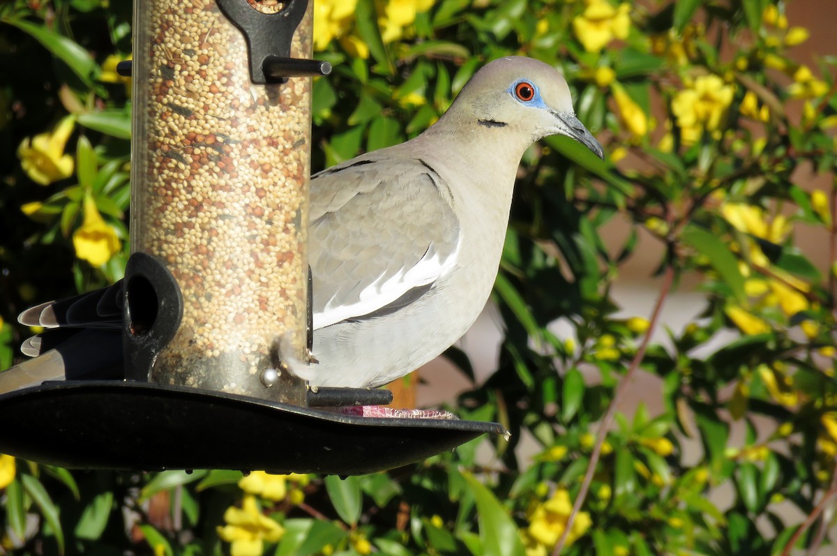 White-winged Dove - Ed Dunn