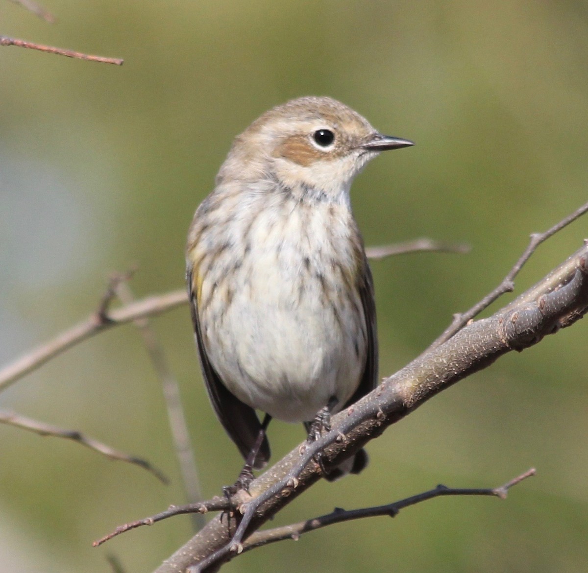 Yellow-rumped Warbler - David Brotherton, cc