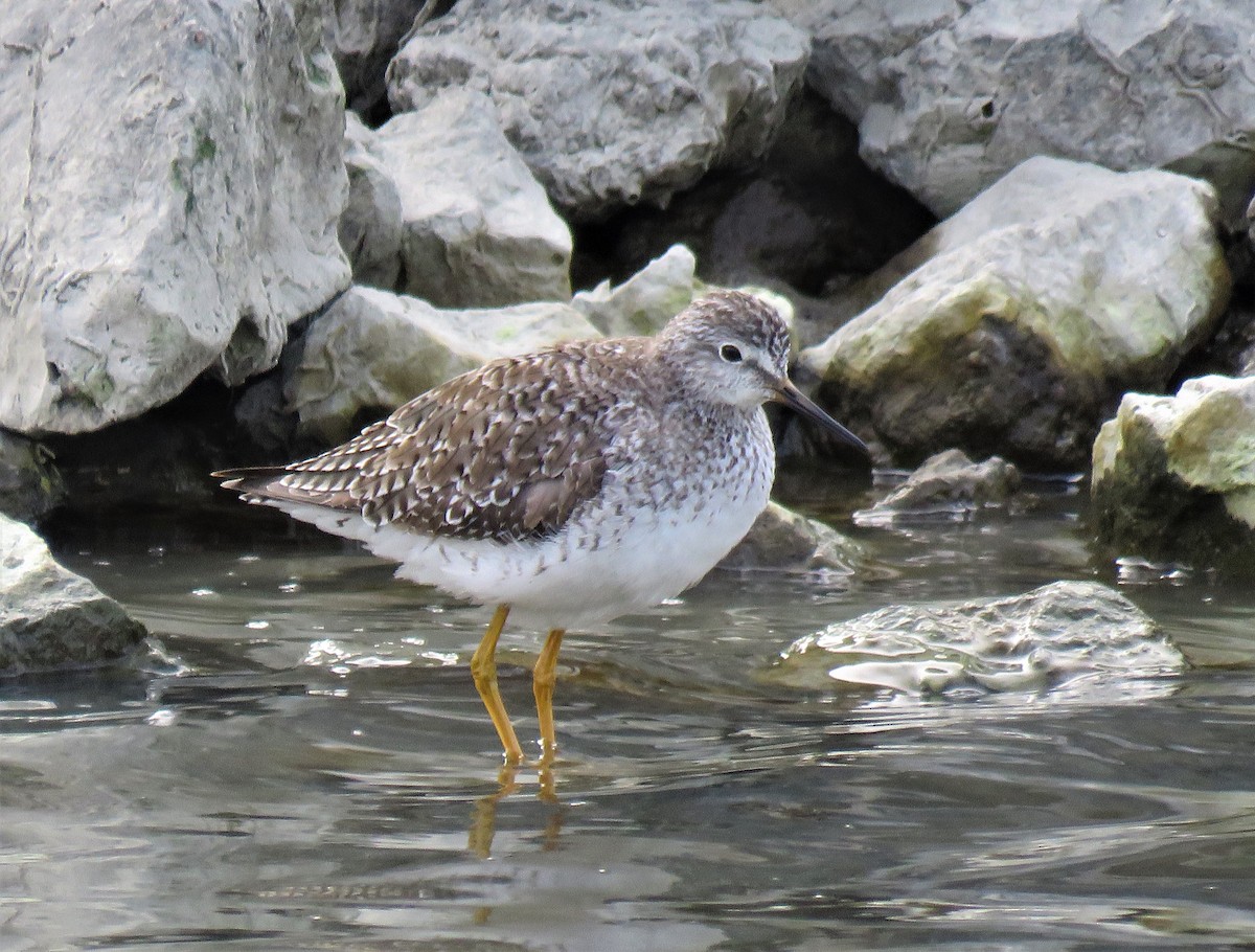 Lesser Yellowlegs - Chris Hayward