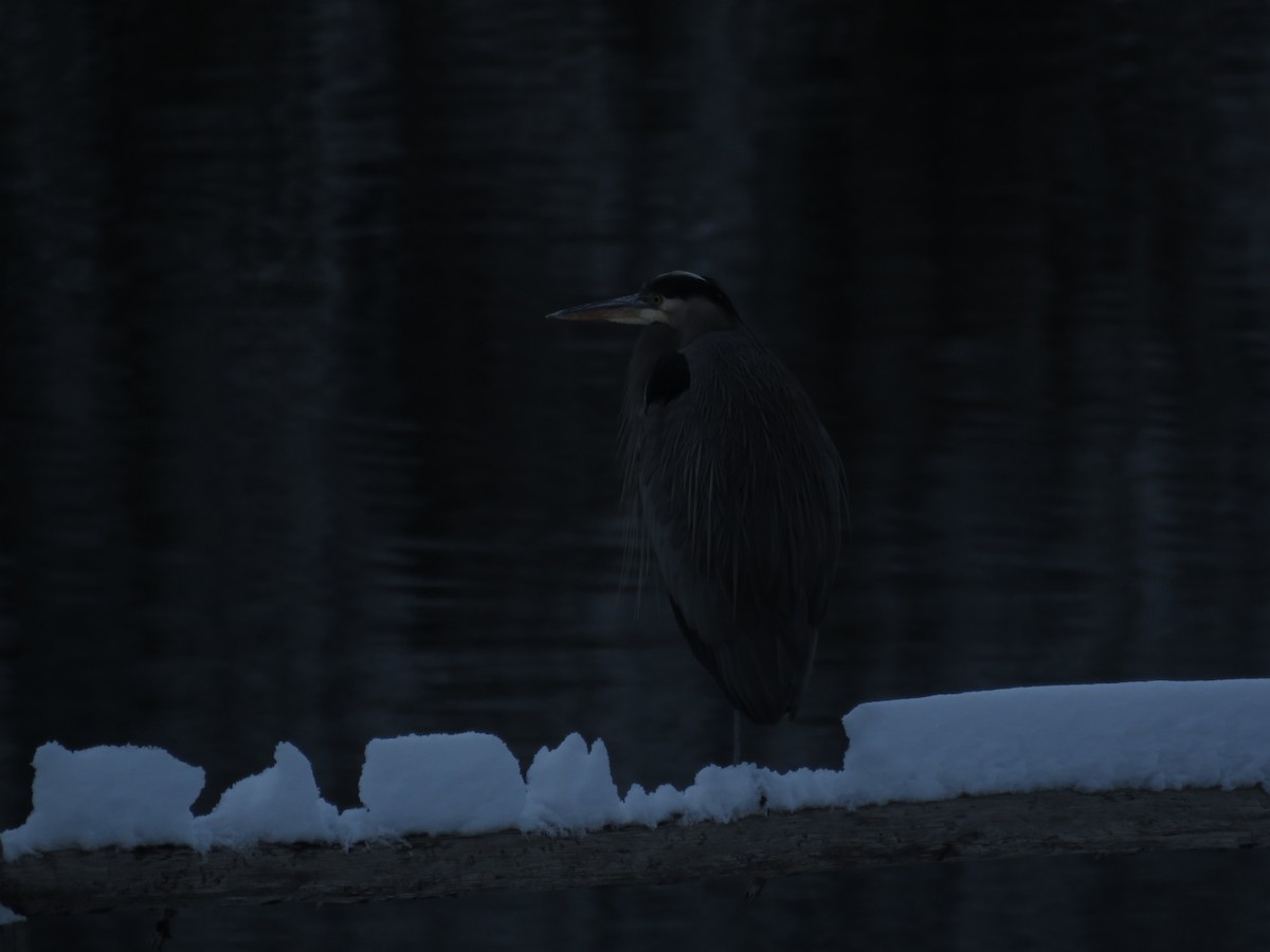 Great Blue Heron - Kai Frueh