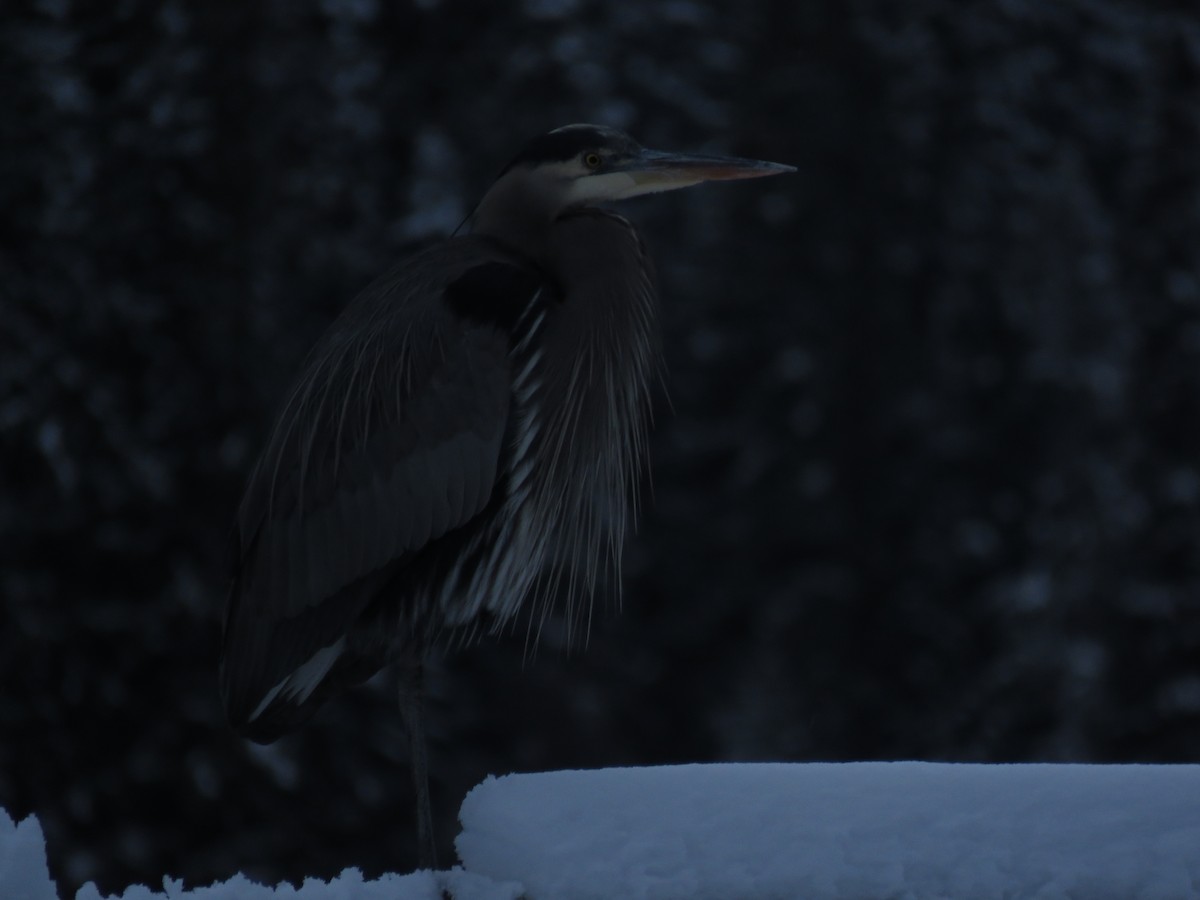 Great Blue Heron - Kai Frueh