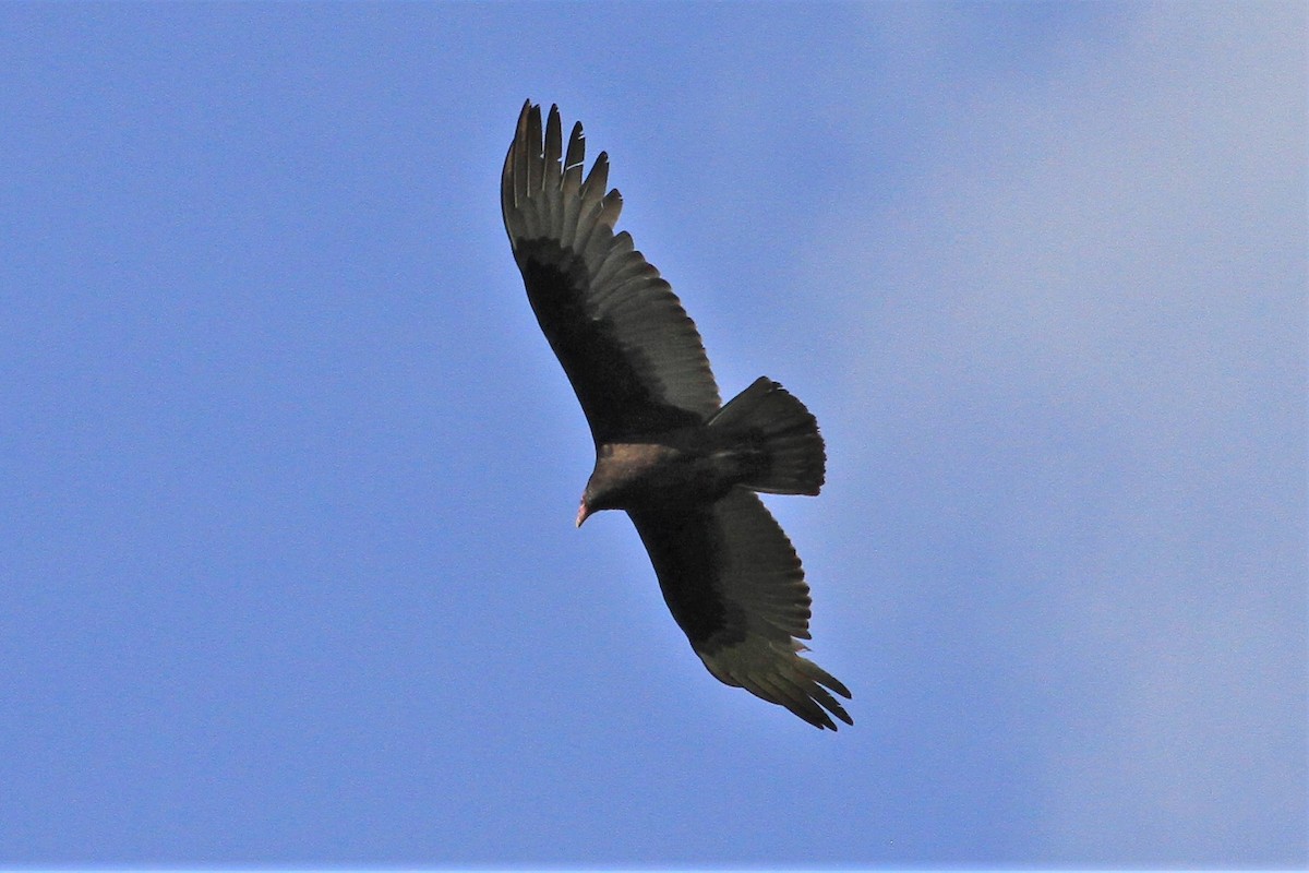 Turkey Vulture - ML142312551