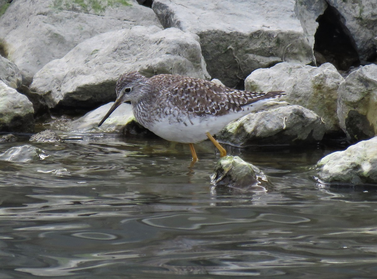 gulbeinsnipe - ML142313051