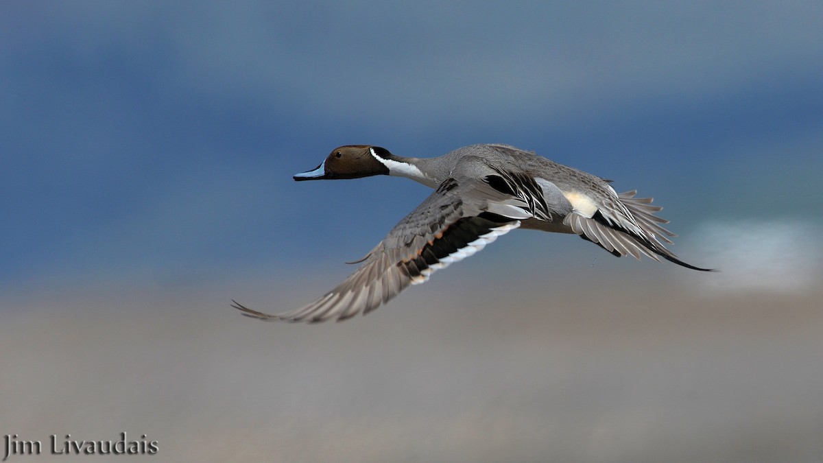 Northern Pintail - ML142313301