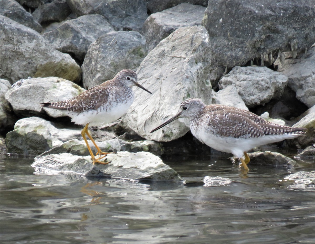 gulbeinsnipe - ML142313421