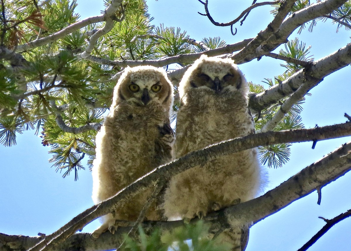 Great Horned Owl - Dave Bengston