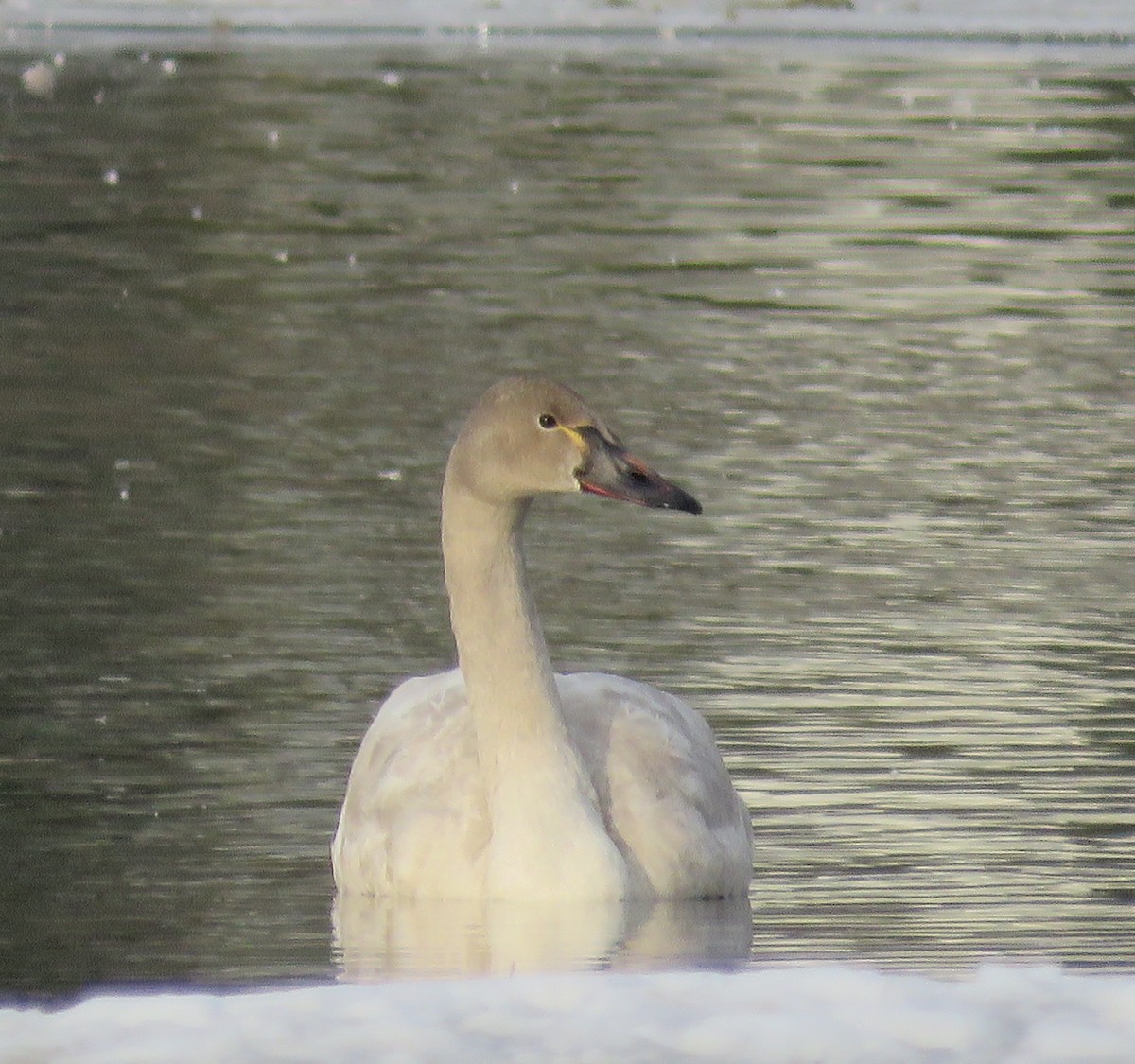 Tundra Swan - ML142316941