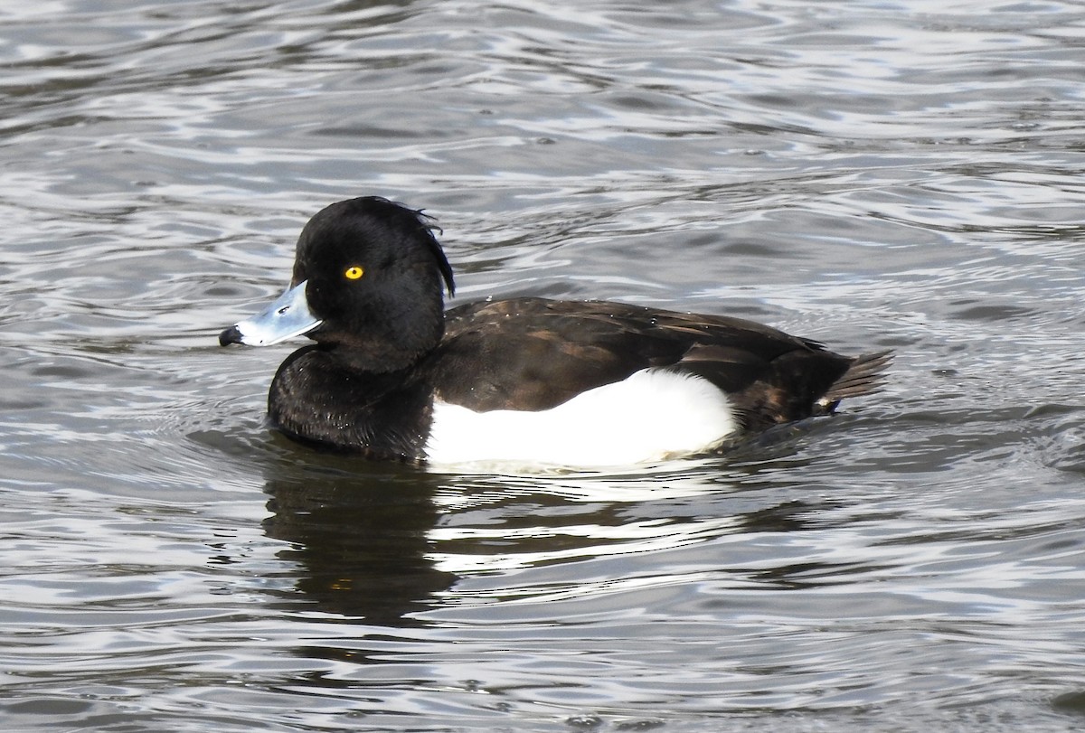 Tufted Duck - Jody  Wells