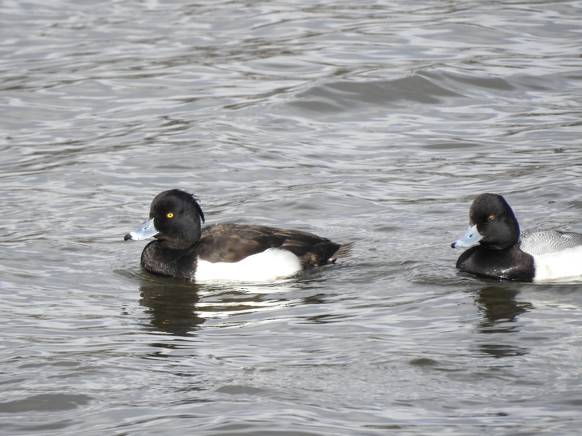 Tufted Duck - Jody  Wells