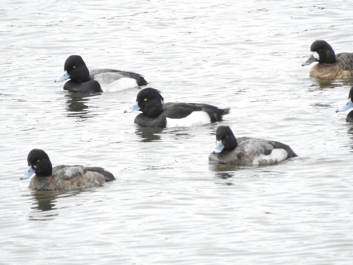 Tufted Duck - Jody  Wells