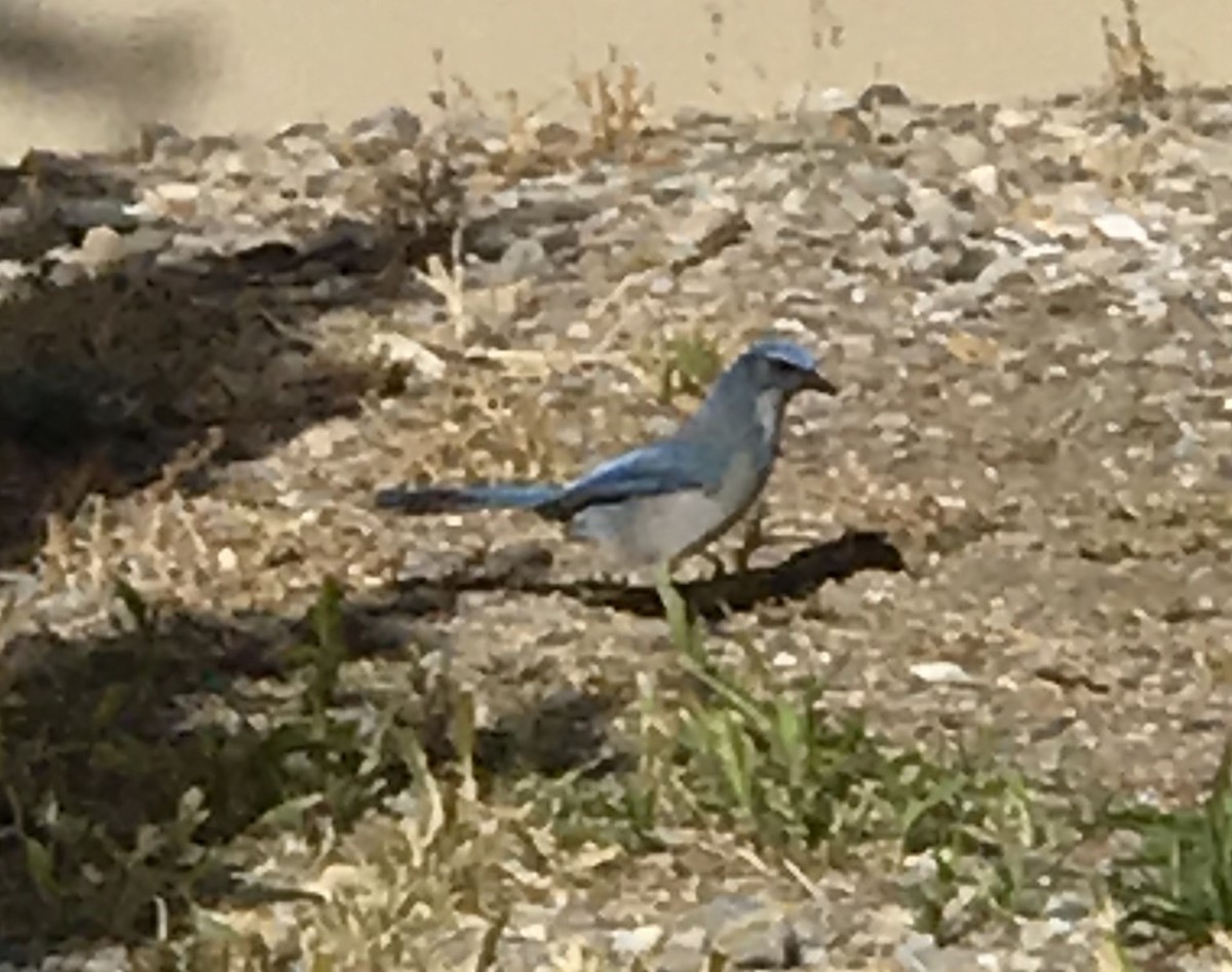 Woodhouse's Scrub-Jay - ML142323531