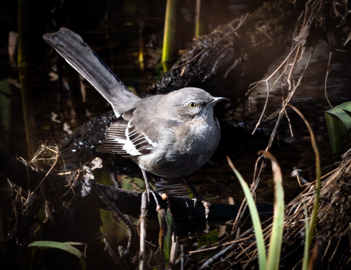 Northern Mockingbird - ML142323681