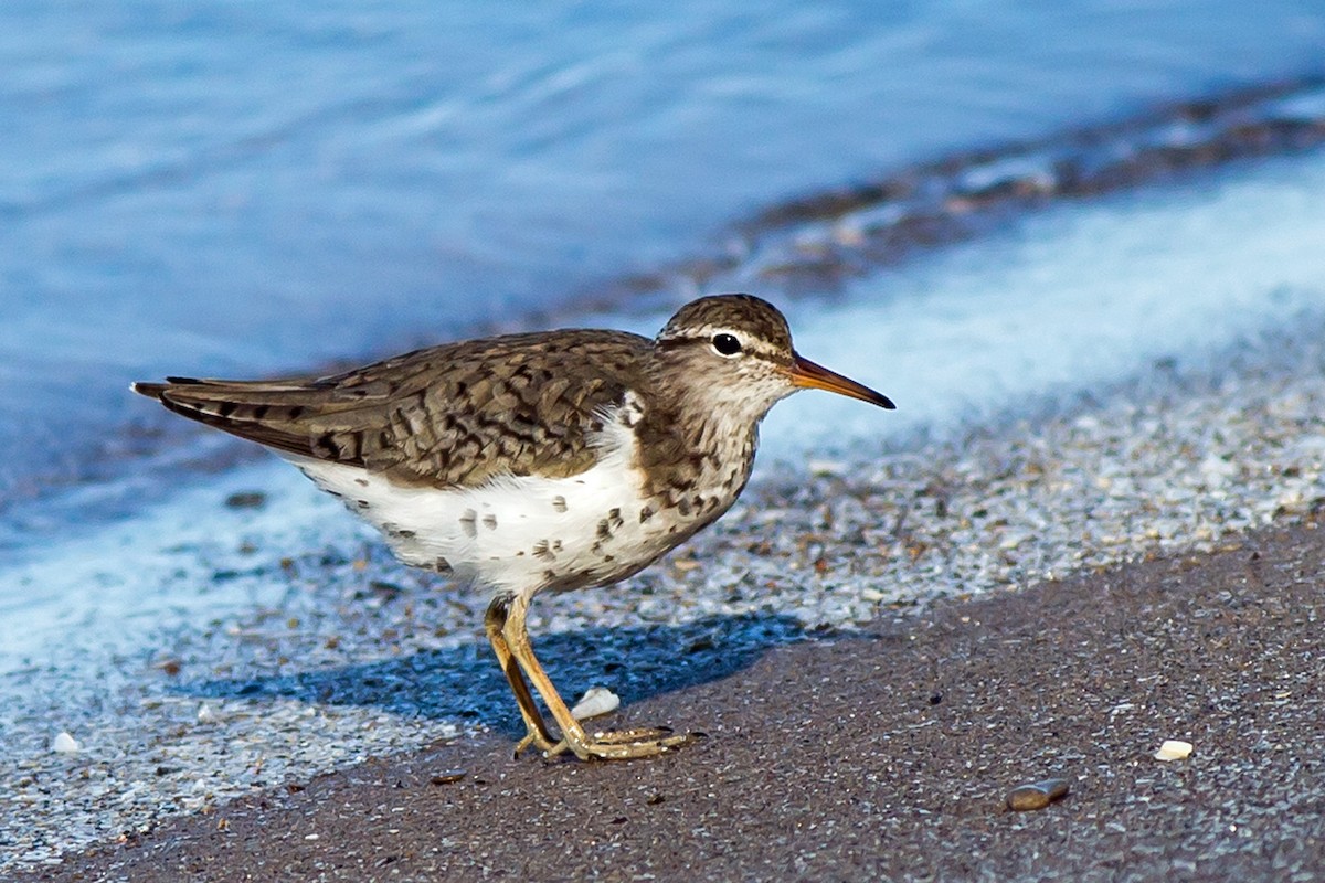 Spotted Sandpiper - ML142323741