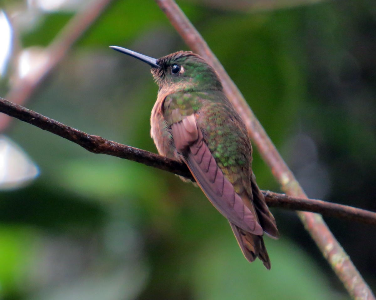 Fawn-breasted Brilliant - ML142324381