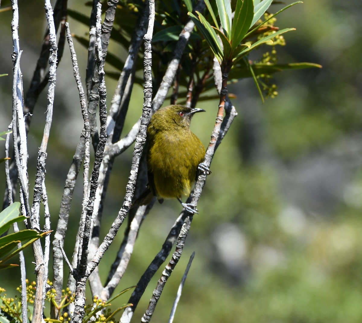 New Zealand Bellbird - ML142328801