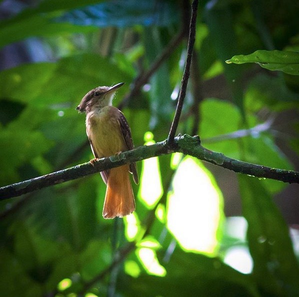 Tropical Royal Flycatcher - ML142330201