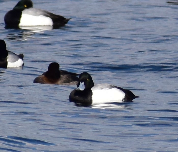 Greater Scaup - ML142331231