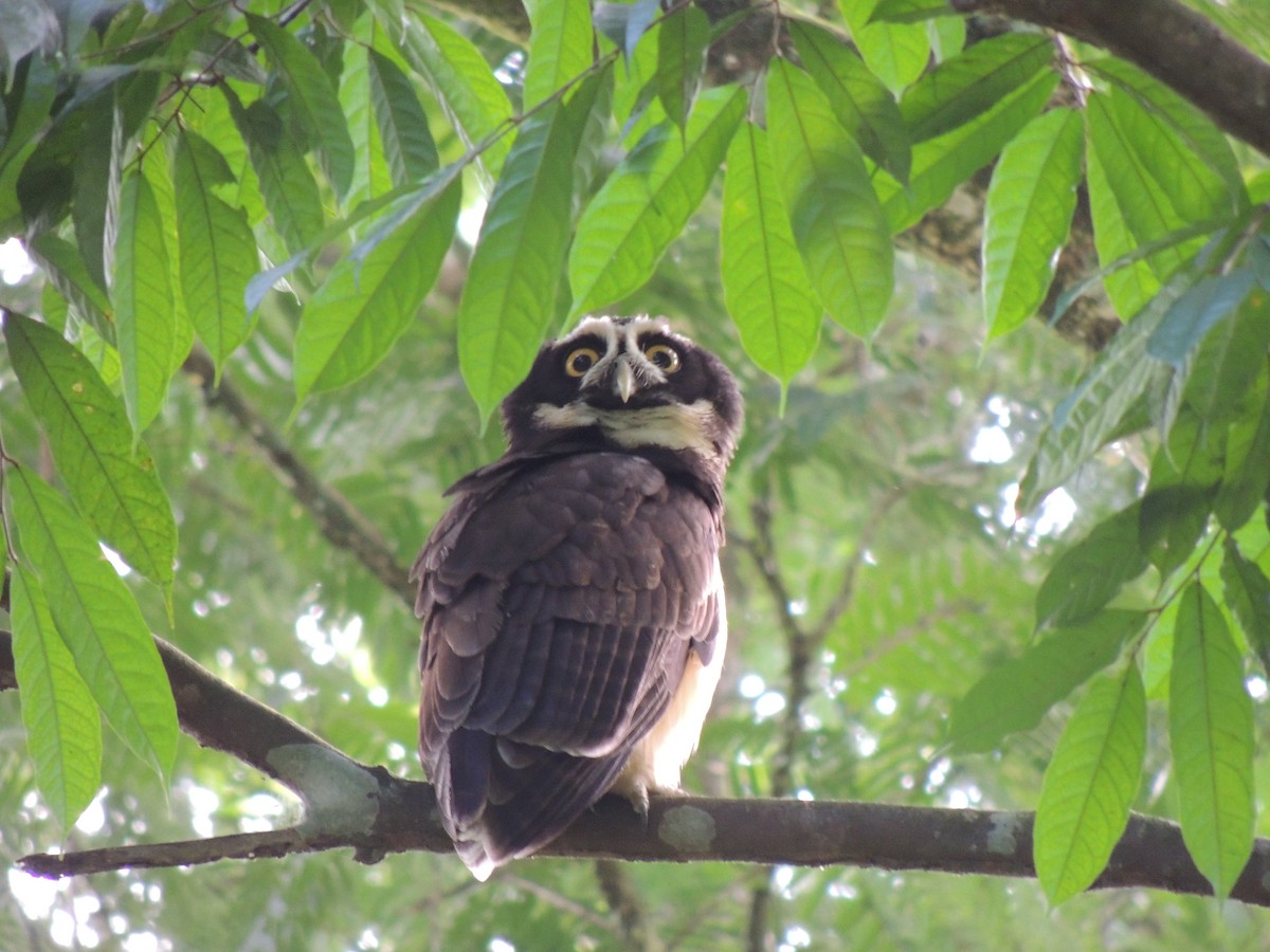 Spectacled Owl - ML142331681