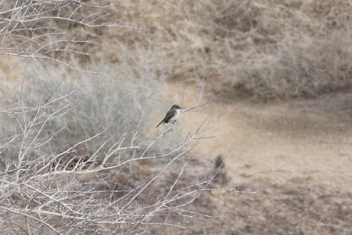 Eastern Phoebe - Naresh Satyan