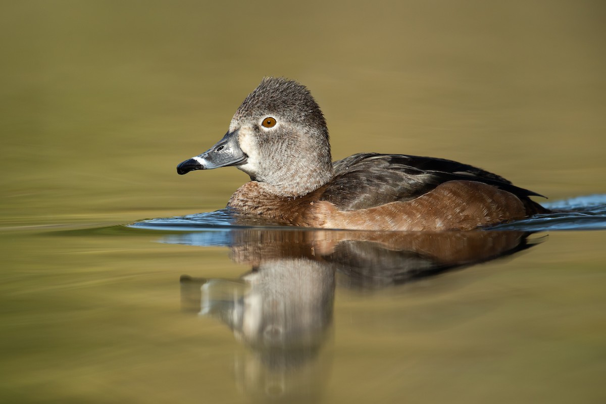 Ring-necked Duck - Dorian Anderson