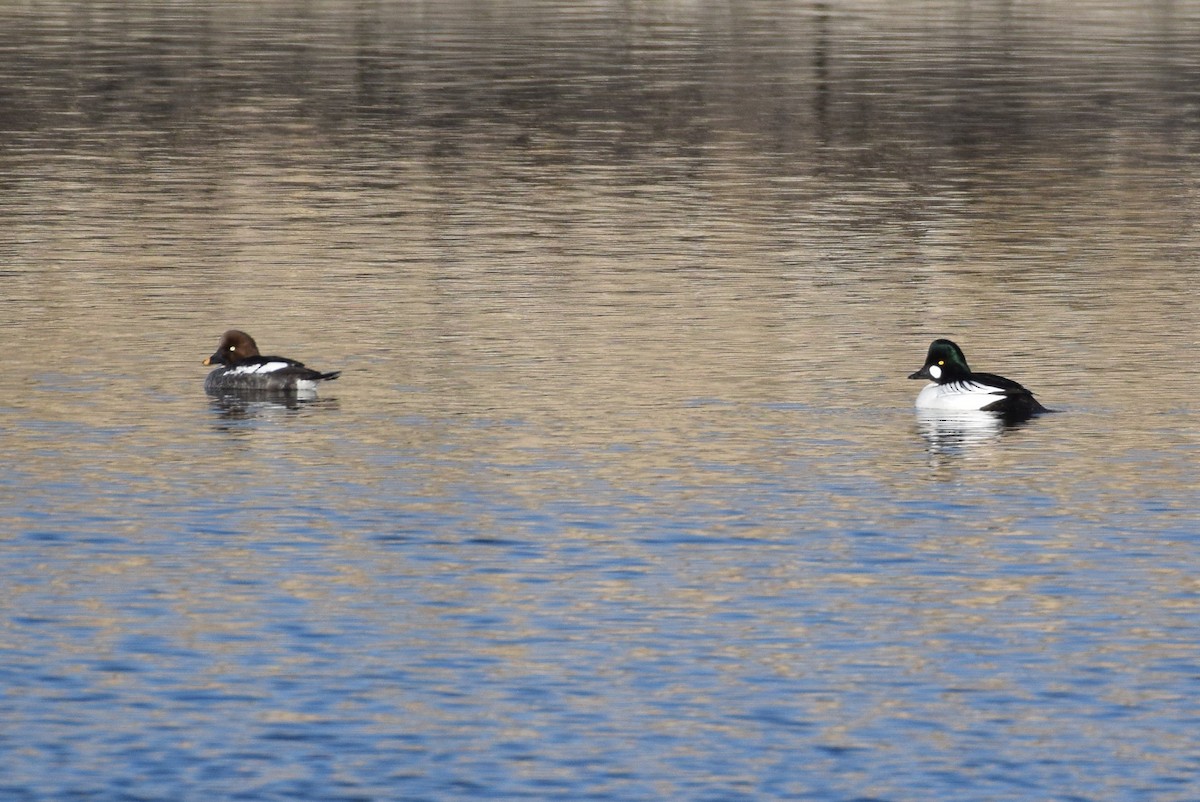 Common Goldeneye - ML142334271