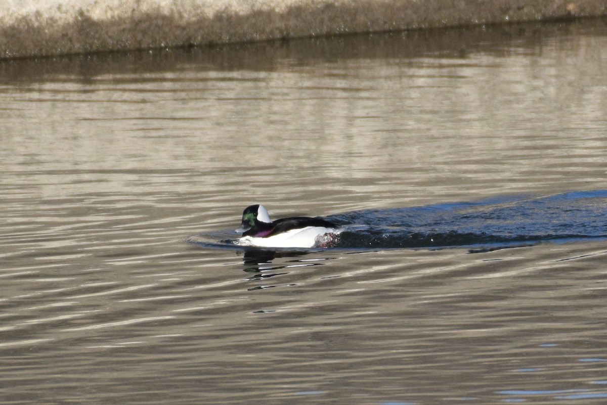 Bufflehead - Naresh Satyan