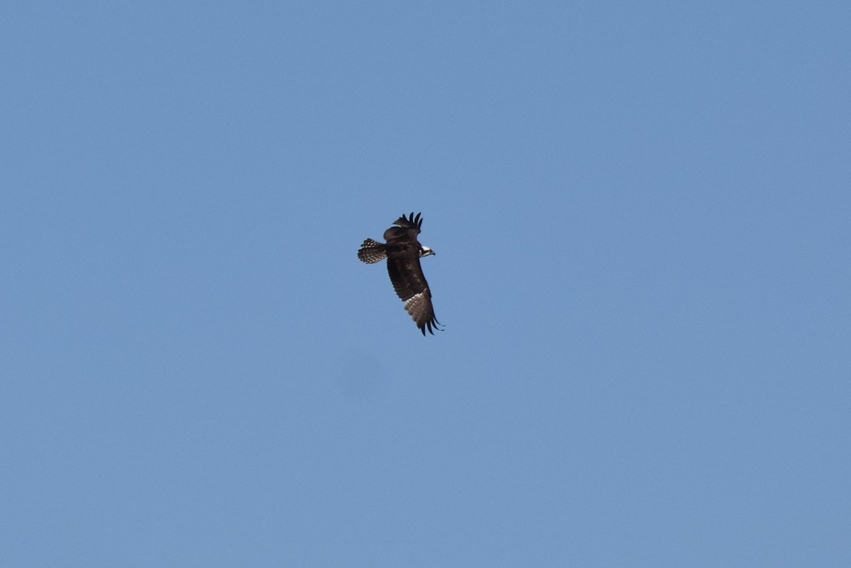 Águila Pescadora - ML142334431