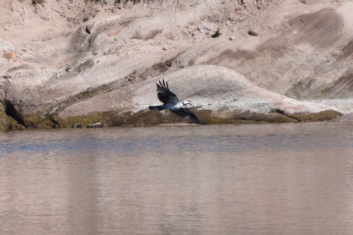 Águila Pescadora - ML142334441