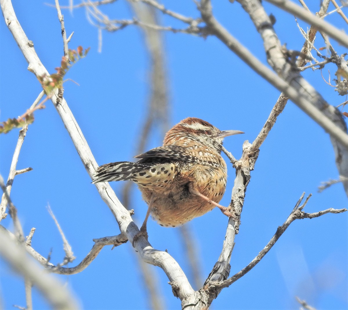 Cactus Wren - ML142334451