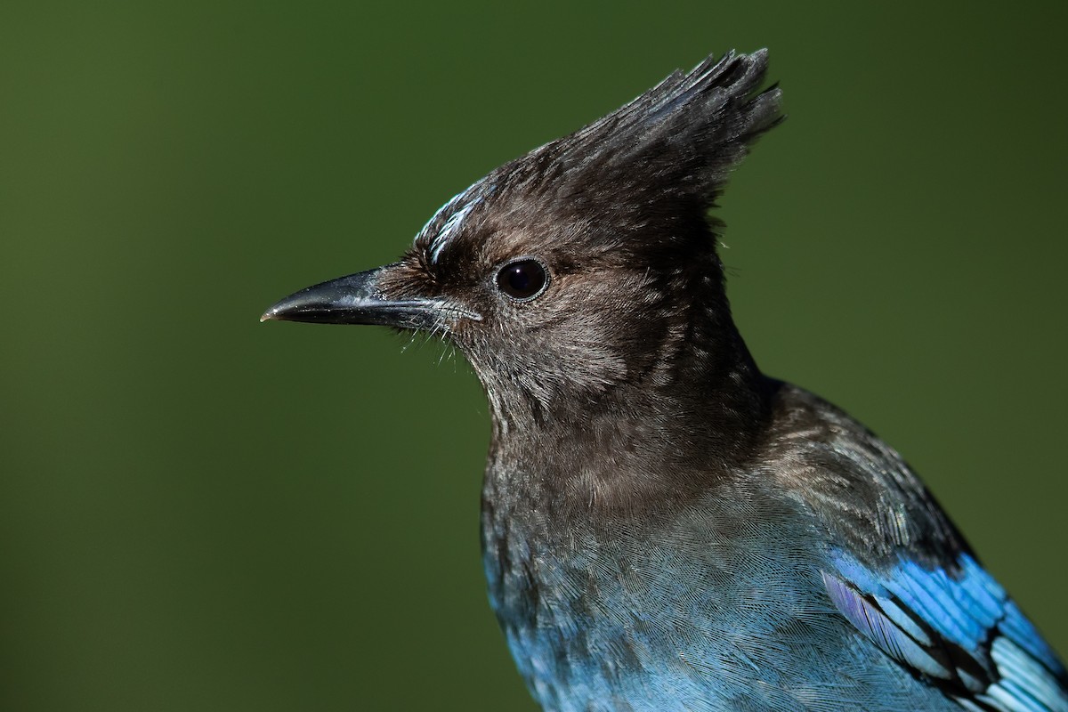 Steller's Jay - ML142334811