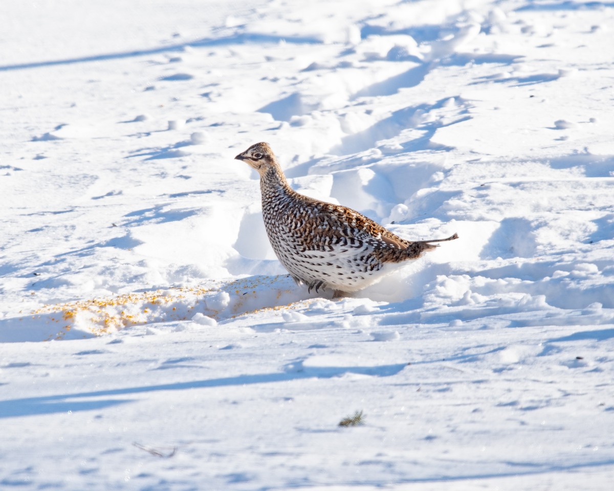 Sharp-tailed Grouse - ML142334871