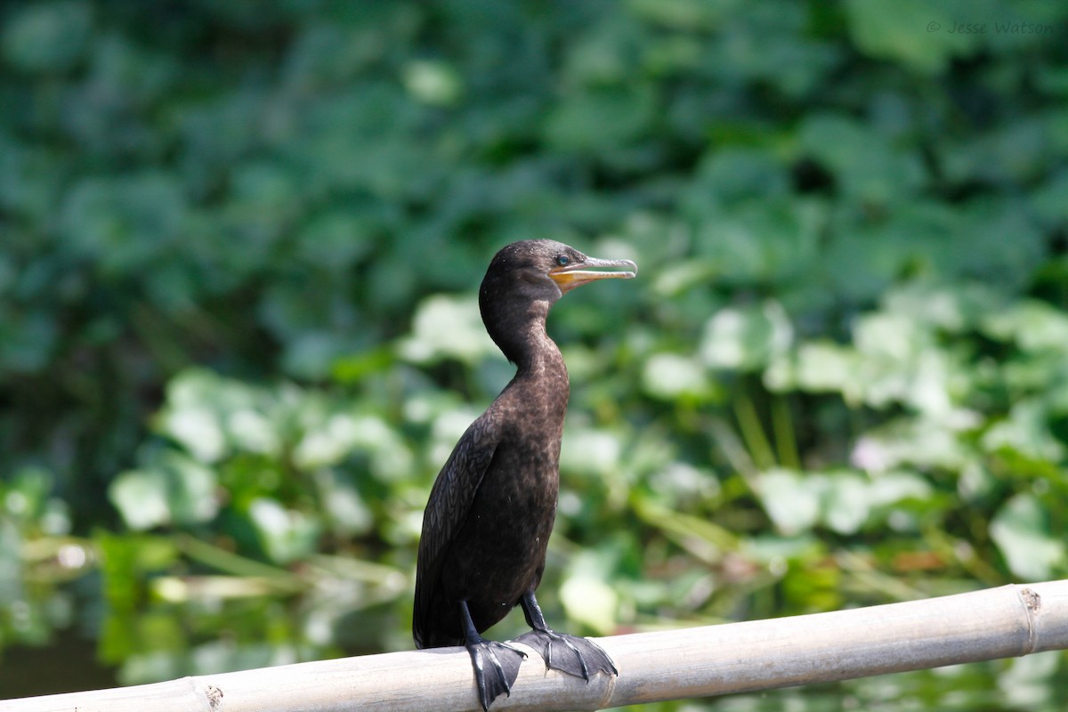 Neotropic Cormorant - Jesse Watson